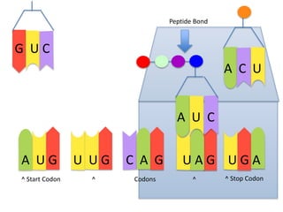Peptide Bond

G UC
A C U
A U C
A UG
^ Start Codon

U UG
^

C A G
Codons

UAG UGA
^

^ Stop Codon

 
