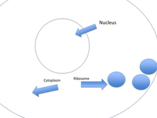 Nucleus

Cytoplasm

Ribosome

 