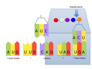 Peptide Bond

A U C

A C U
A UG
^ Start Codon

U UG
^

C A G
Codons

UAG UGA
^

^ Stop Codon

 