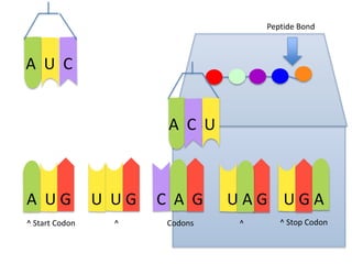 Peptide Bond

A U C
A C U

A UG
^ Start Codon

U UG
^

C A G
Codons

UAG UGA
^

^ Stop Codon

 