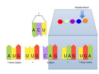 Peptide Bond

A C U

A UG
^ Start Codon

U UG
^

C A G
Codons

UAG UGA
^

^ Stop Codon

 