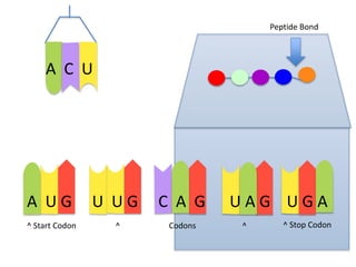 Peptide Bond

A C U

A UG
^ Start Codon

U UG
^

C A G
Codons

UAG UGA
^

^ Stop Codon

 