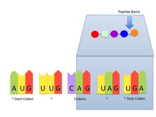 Peptide Bond

A UG
^ Start Codon

U UG
^

C A G
Codons

UAG UGA
^

^ Stop Codon

 