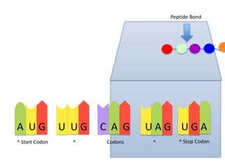 Peptide Bond

A UG
^ Start Codon

U UG
^

C A G
Codons

UAG UGA
^

^ Stop Codon

 
