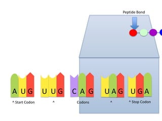 Peptide Bond

A UG
^ Start Codon

U UG
^

C A G
Codons

UAG UGA
^

^ Stop Codon

 