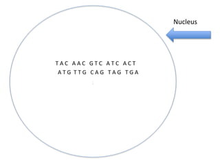 Nucleus

TAC AAC GTC ATC ACT
ATG TTG CAG TAG TGA
;

 