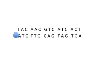 TAC AAC GTC ATC ACT
ATG TTG CAG TAG TGA

 