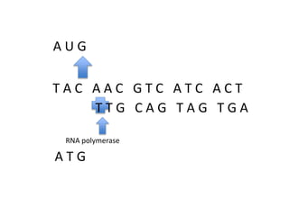 AUG

TAC AAC GTC ATC ACT
TTG CAG TAG TGA
RNA polymerase

ATG

 