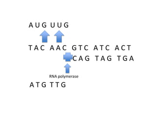 AUG UUG

TAC AAC GTC ATC ACT
CAG TAG TGA
RNA polymerase

ATG TTG

 