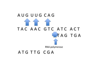 AUG UUG CAG

TAC AAC GTC ATC ACT
TAG TGA
RNA polymerase

ATG TTG CGA

 