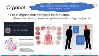 November 15, 2025 40
¡Órgano!
• Y es el órgano más complejo en el cuerpo.
• ¡Tiene más distintas neuronas que todos los otros órganos juntos!
https://www.blog-thebrain.org/blog/2025/05/19/why-does-your-brain-consume-so-much-energy/
Necesidades
energéticas
del cerebro
20%
Tamaño
del
cerebro
2%
https://www.quora.com/How-many-cells-are-there-in-the-human-body
¿Qué dieta es buena para el cerebro?
¡Piensa en el corazón!
 