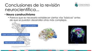 Conclusiones de la revisión
neurocientífica...
• Neuro constructivismo
• Parece que es necesario establecer ciertas vías "básicas" antes
de que se puedan desarrollar otras más complejas.
Sirois, et al., 2008 (http://www.cbcd.bbk.ac.uk/people/scientificstaff/denis/PDFs/Neuro%20precis); https://www.psychologytoday.com/au/blog/the-
athletes-way/201711/too-many-synaptic-connections-in-cerebellum-creates-problems
Reconocer una letra
Leer una palabra con esa letra
Leer un cuento
 