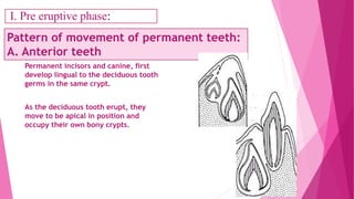 Pattern of movement of permanent teeth:
A. Anterior teeth
Permanent incisors and canine, first
develop lingual to the deciduous tooth
germs in the same crypt.
As the deciduous tooth erupt, they
move to be apical in position and
occupy their own bony crypts.
I. Pre eruptive phase:
 