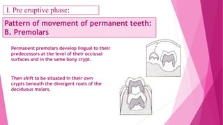 Permanent premolars develop lingual to their
predecessors at the level of their occlusal
surfaces and in the same bony crypt.
Then shift to be situated in their own
crypts beneath the divergent roots of the
deciduous molars.
Pattern of movement of permanent teeth:
B. Premolars
I. Pre eruptive phase:
 
