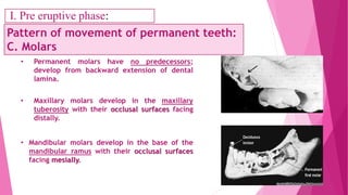 • Permanent molars have no predecessors;
develop from backward extension of dental
lamina.
• Mandibular molars develop in the base of the
mandibular ramus with their occlusal surfaces
facing mesially.
Pattern of movement of permanent teeth:
C. Molars
• Maxillary molars develop in the maxillary
tuberosity with their occlusal surfaces facing
distally.
I. Pre eruptive phase:
 