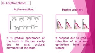 it happens due to gradual
retraction of attachment
epithelium from tooth
surface.
it is gradual appearance of
the tooth in the oral cavity
due to axial occlusal
movement of the tooth
Active eruption: Passive eruption:
II. Eruptive phase:
 