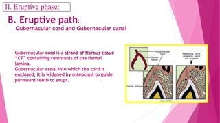 B. Eruptive path:
Gubernacular cord and Gubernacular canal
Gubernacular cord is a strand of fibrous tissue
“CT” containing reminants of the dental
lamina.
Gubernacular canal into which the cord is
enclosed; it is widened by osteoclast to guide
permeant teeth to erupt.
II. Eruptive phase:
 