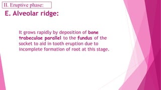 E. Alveolar ridge:
It grows rapidly by deposition of bone
trabeculae parallel to the fundus of the
socket to aid in tooth eruption due to
incomplete formation of root at this stage.
II. Eruptive phase:
 