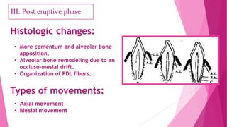 Histologic changes:
• More cementum and alveolar bone
apposition.
• Alveolar bone remodeling due to an
occluso-mesial drift.
• Organization of PDL fibers.
Types of movements:
• Axial movement
• Mesial movement
III. Post eruptive phase
 