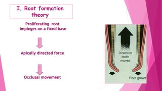 I. Root formation
theory
Proliferating root
impinges on a fixed base
Apically directed force
Occlusal movement
 
