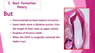 But
• Force exerted on bone lead to resorption.
• Some teeth move a distance greater than
the length of their roots as upper canine.
• Eruption of Rootless teeth.
• When the ERSH is surgically removed the
tooth erupt.
I. Root formation
theory
 