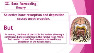 II. Bone Remodeling
theory
Selective bone resorption and deposition
causes tooth eruption.
In human, the base of the 1st & 3rd molars showing a
continuous bone resorption in the fundus floor. While,
2nd molar, 1st and 2nd premolars showed bony
deposition in the fundus floor.
But
 