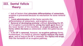 III. Dental follicle
theory
 lack of factors that stimulates differentiation of osteoclasts,
eruption is prevented because no mechanism for bone removal
exists.
 Local administration of this factor permits the
differentiation of osteoclasts, and eruption occurs.
 Removal of developing premolar without disturbing the DF,
or if eruption is prevented by wiring the tooth germ down to
the lower border of the mandible, an eruptive pathway still
forms within the bone as osteoclasts widen the gubernacular
canal.
 If the DF is removed, however, no eruptive pathway forms.
Furthermore, if a metal or silicone replica replaces the tooth
germ, and so long as the DF is retained, the replica will erupt,
with the formation of an eruptive pathway.
 