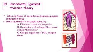 IV. Periodontal ligament
traction theory
 cells and fibers of periodontal ligament possess
contractile force
 Tooth movement is brought about by:
A. Fibroblast contractile properties
B. Connection with collagen fibers extra-
cellular “fibronexus”
C. Oblique alignment of PDL collagen
fibers
 
