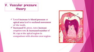 V. Vascular pressure
theory
 Local increase in blood pressure at
apical area lead to occlusal movement
of the tooth.
 Increased bl. press. rates increase
eruption rate & increased number of
bl. cap at the apical region in
comparison with alveolar crest region.
 