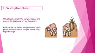 I. Pre eruptive phase:
This phase begins in the early bell stage and
ends at the beginning of root formation.
Made by the deciduous and permanent tooth
germs within tissues of the jaw before they
begin to erupt.
 