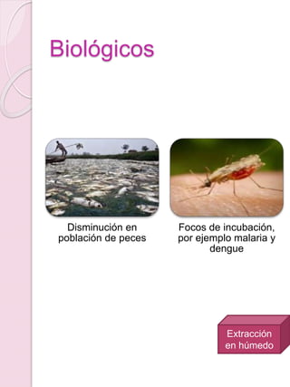 Biológicos
Disminución en
población de peces
Focos de incubación,
por ejemplo malaria y
dengue
Extracción
en húmedo
 