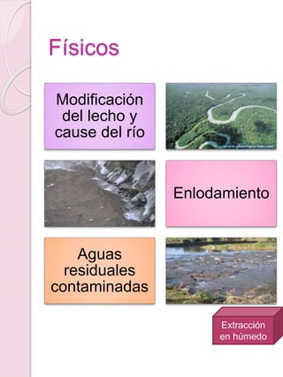 Físicos
Modificación
del lecho y
cause del río
Enlodamiento
Aguas
residuales
contaminadas
Extracción
en húmedo
 