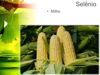 Selênio
• Milho
 