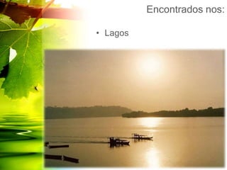 Encontrados nos:
• Lagos
 