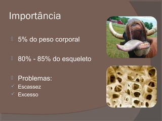 Importância


5% do peso corporal



80% - 85% do esqueleto



Problemas:



Escassez
Excesso



 