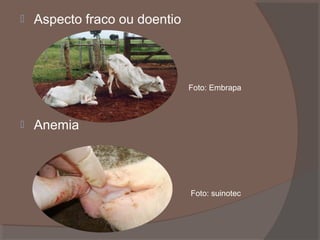 

Aspecto fraco ou doentio

Foto: Embrapa



Anemia

Foto: suinotec

 