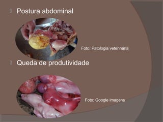 

Postura abdominal

Foto: Patologia veterinária



Queda de produtividade

Foto: Google imagens

 