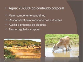 

Água: 70-80% do conteúdo corporal



Maior componente sanguíneo



Responsável pelo transporte dos nutrientes



Auxilia o processo de digestão



Termorregulador corporal

 