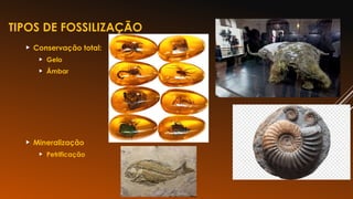 TIPOS DE FOSSILIZAÇÃO
 Conservação total:
 Gelo
 Âmbar
 Mineralização
 Petrificação
23
 