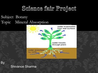 Subject Botany
Topic Mineral Absorption
By
Shivance Sharma
 