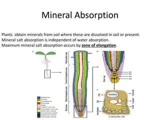 passive absorption of minerals in plants