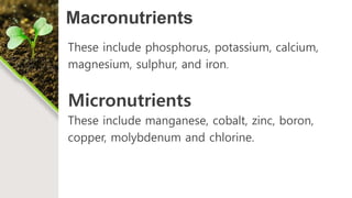 Macronutrients
These include phosphorus, potassium, calcium,
magnesium, sulphur, and iron.
Micronutrients
These include manganese, cobalt, zinc, boron,
copper, molybdenum and chlorine.
 