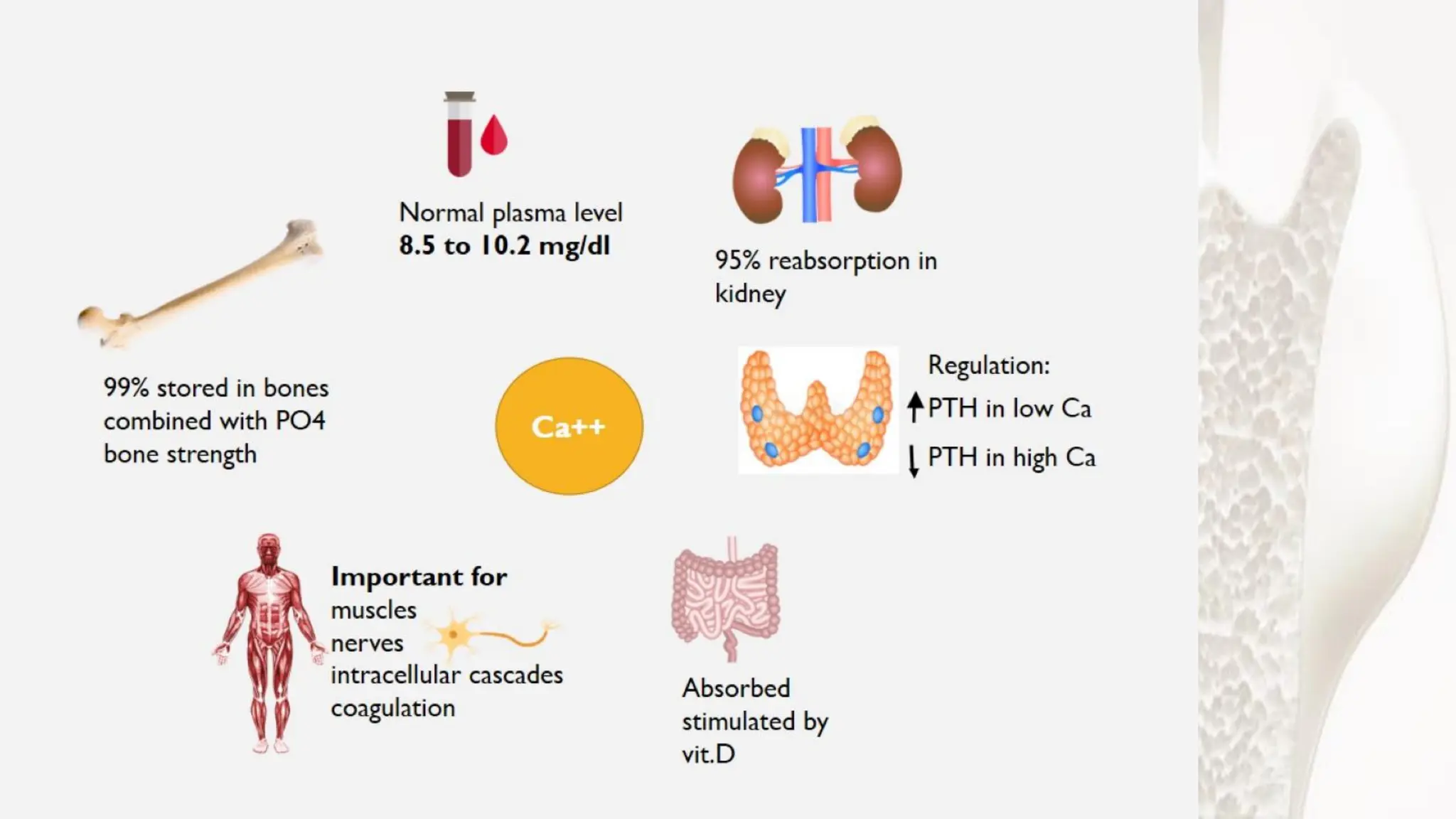 Mineral and Bone Disorder in Chronic Kidney Disease O-H.pdf