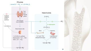 Mineral and Bone Disorder in Chronic Kidney Disease O-H.pdf