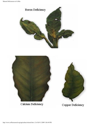 Mineral Deficiencies in Coffee
http://www.coffeeresearch.org/agriculture/mineral.htm (2 of 6)9/11/2008 3:46:44 PM
 