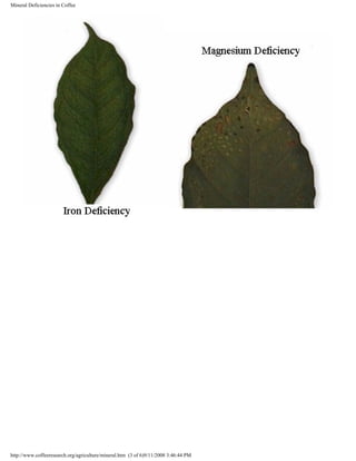 Mineral Deficiencies in Coffee
http://www.coffeeresearch.org/agriculture/mineral.htm (3 of 6)9/11/2008 3:46:44 PM
 