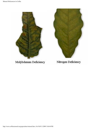 Mineral Deficiencies in Coffee
http://www.coffeeresearch.org/agriculture/mineral.htm (4 of 6)9/11/2008 3:46:44 PM
 