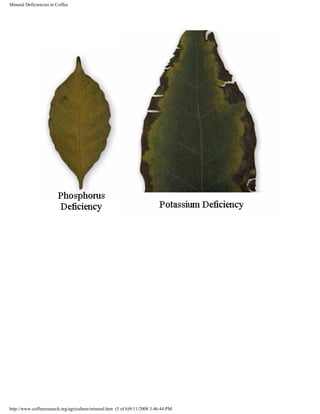 Mineral Deficiencies in Coffee
http://www.coffeeresearch.org/agriculture/mineral.htm (5 of 6)9/11/2008 3:46:44 PM
 