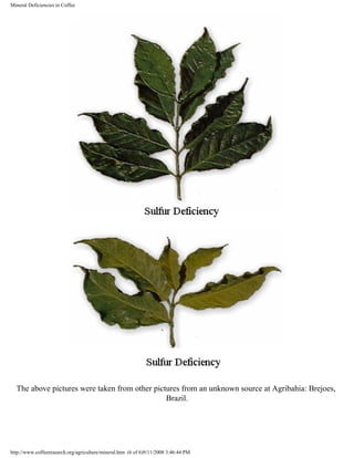 Mineral Deficiencies in Coffee
The above pictures were taken from other pictures from an unknown source at Agribahia: Brejoes,
Brazil.
http://www.coffeeresearch.org/agriculture/mineral.htm (6 of 6)9/11/2008 3:46:44 PM
 