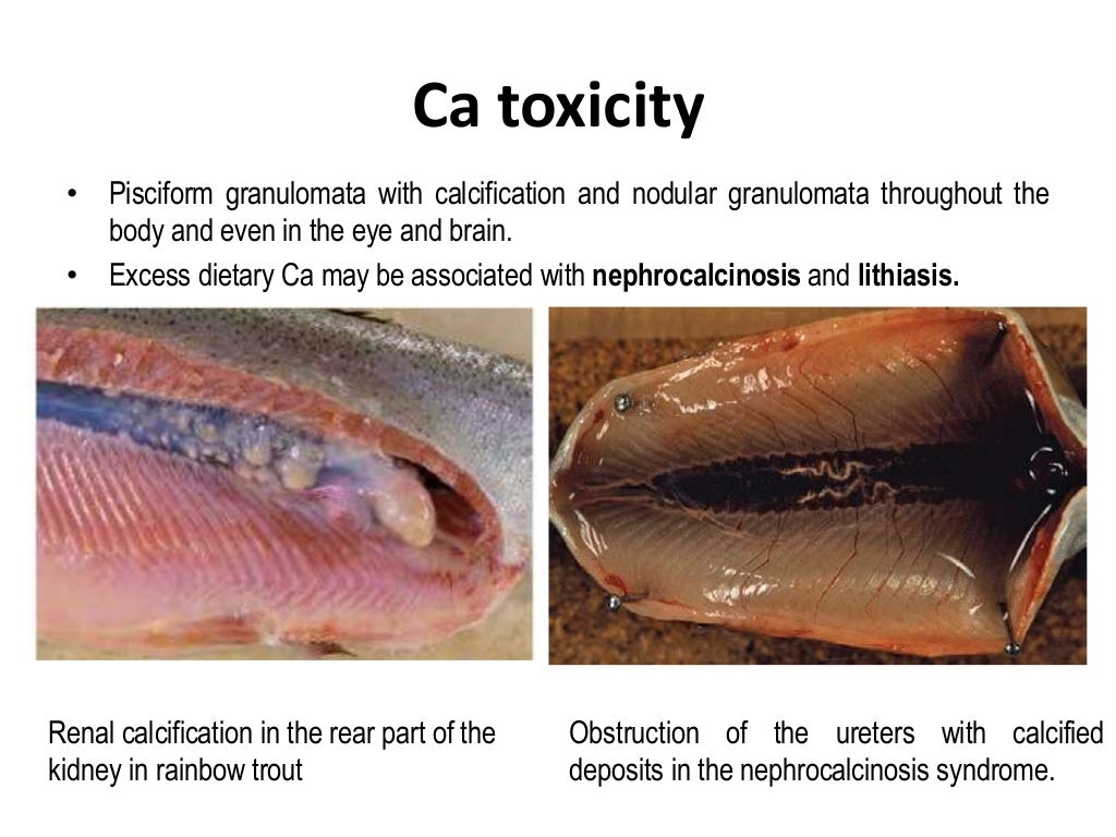 Mineral deficiency and toxicity in fish